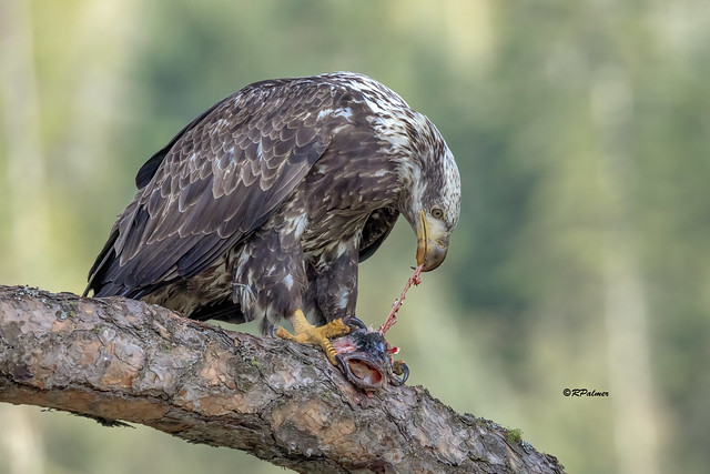 Juvenile Bald Eagle gets a large mouth bass