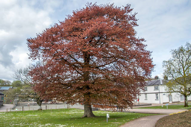 The Copper Beech Tree