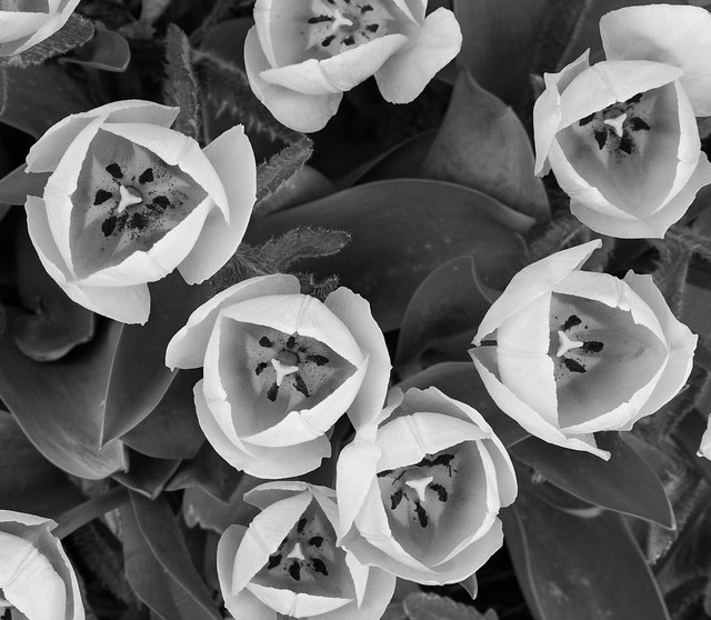Tulips in Contrast