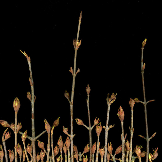 64467.01 Viburnum prunifolium