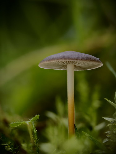 Pilz II. | by Simone Lü
