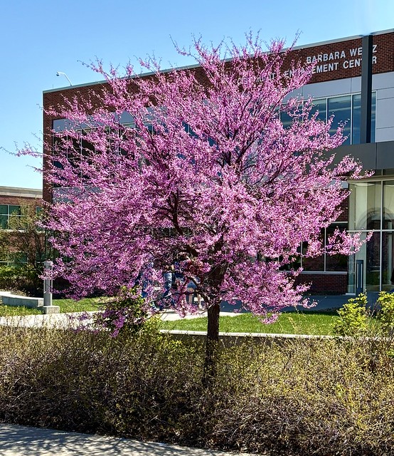 Redbud tree in bloom, Omaha, Photo by CRudin