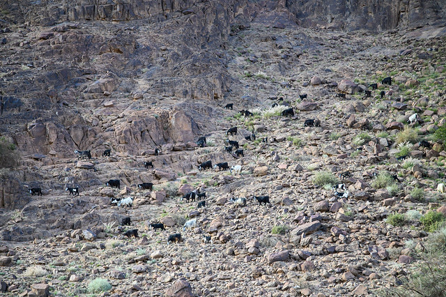 Goats at the Jebel Aja Mountains near Hail Saudi Arabia