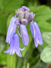 One lonely bluebell
