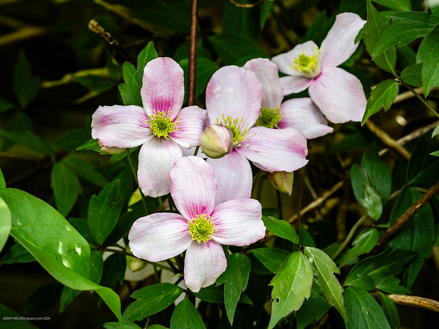 Pink clematis blossoms