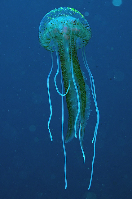 Lanzarote-201202-PlayaChica-Jellyfish-PelagiaNoctiluca13