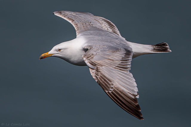 Goéland argenté - European Herring Gull (Larus argentatus) - Poterie-Cap-d'Antifer - Réserve GONm du Cap d’Antifer (Seine-Maritime) France, le 23 avril 2024