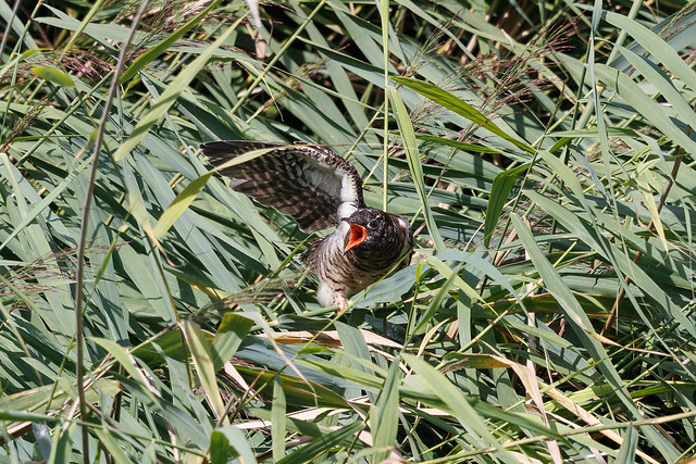 Common Cuckoo chick (Cuculus canorus) Koekoek