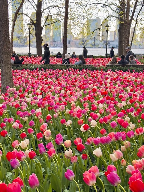 Tulips in full bloom at Pumphouse Park in Lower Manhattan, New York City