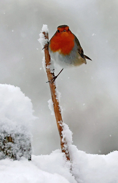 Snowy Robin