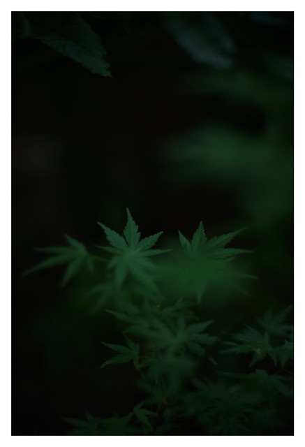 #SONY #ILCE7M2 #a7ii #Sonyimages #50mm #lomography #lomoartlens #lomo #newJupiter3 #botanical  #plant #plantart #botanicalphotography #botanicalart #bokeh #Depthoffield #dof #Asia #Tokyo #Japan #吉祥寺 #井の頭恩賜公園 #武蔵野市 #shinikegamigreen