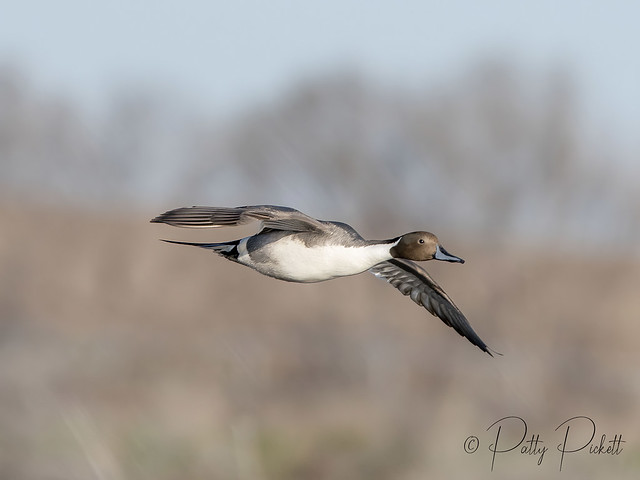 northern pintail duck