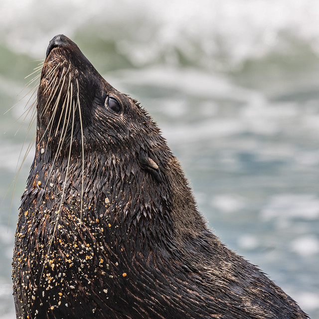 New Zealand Fur Seal 4 - Oamaru