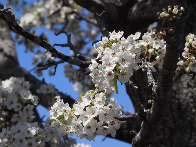 Spring Blossoms