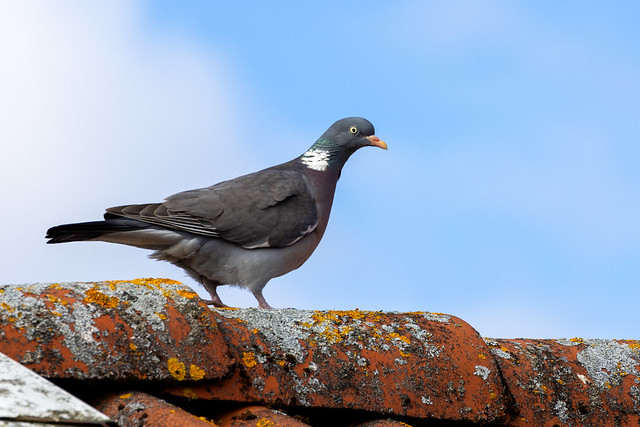 Pigeon on the roof R7247850
