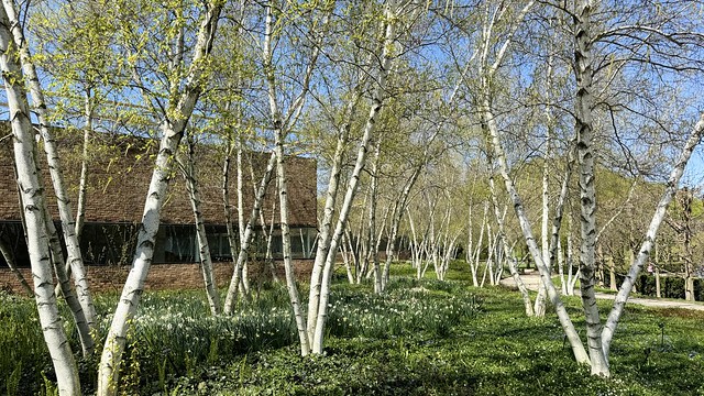 White Birch, Narcissus and Periwinkle