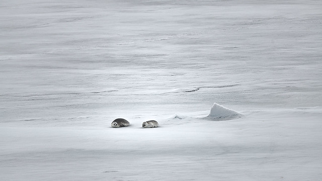 Crabeater Seals, Larsen B, Weddell Sea