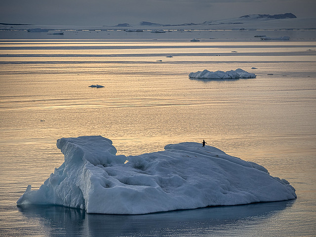 Adelie Penguin, Weddell Sea