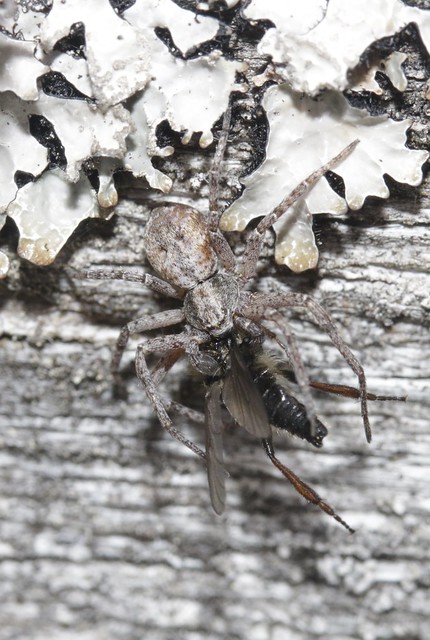 Spider indet with Lesser Variable Bibio Bibio lanigerus  pre