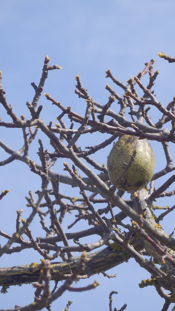 Frucht des Florettseidenbaums (Ceiba speciosa)