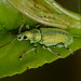 Silberner Grünrüssler (Phyllobius argentatus)