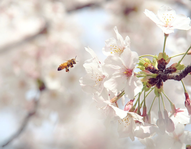 Bee and Sakura in Nagoya, Japan