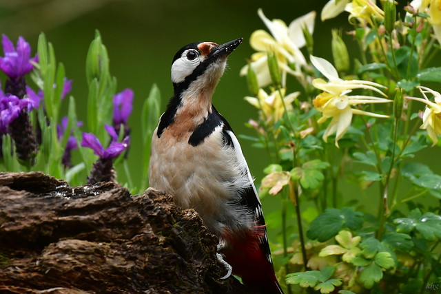 DSC_7042 Buntspecht - Greater Spotted Woodpecker