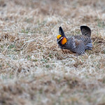 A male Prairie Chicken displays on the booming grounds at Hamden Slough National Wildlife Refuge in Hamden Township, Minnesota Please attribute to Lorie Shaull if used elsewhere.