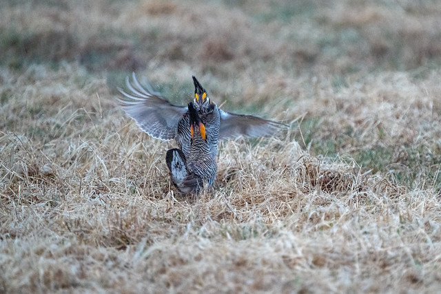 Male Prairie Chickens during an aggressive encounter on the booming grounds at Hamden Slough National Wildlife Refuge in Hamden Township, Minnesota