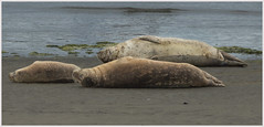 u201cNap timeu201du2026Harbor Seals, Moss Landing, California