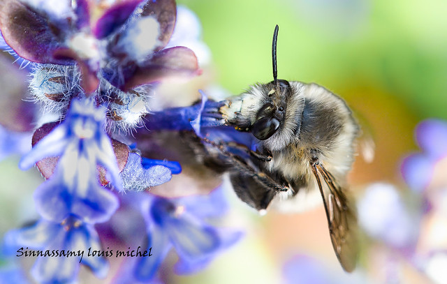Solitary bee / Abeilles solitaire ( Anthophora )
