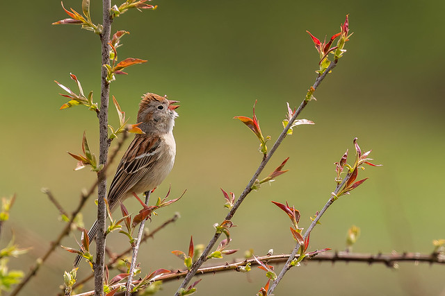 Field Sparrow Singing