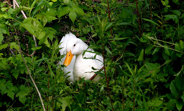 Hidden Duck Nest