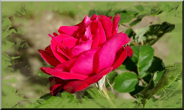 Une rose de Valbonne pour Anne-Marie T