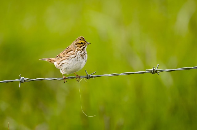 Savannah sparrow, southwest Washington