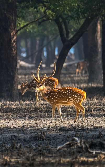 Amazing Sundarban
