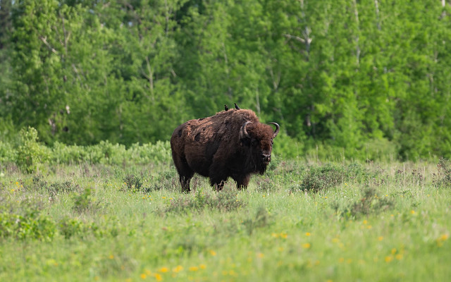 Bison at Lake Audy