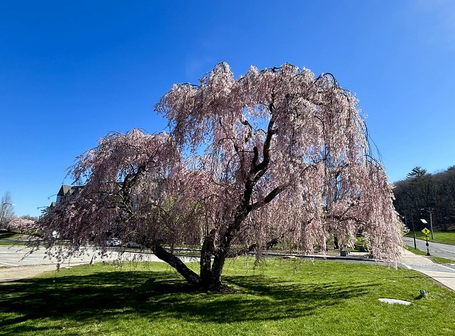 Prunus x Subhirtella tree Spring colors, UMass Amherst campus, April 23, 2024