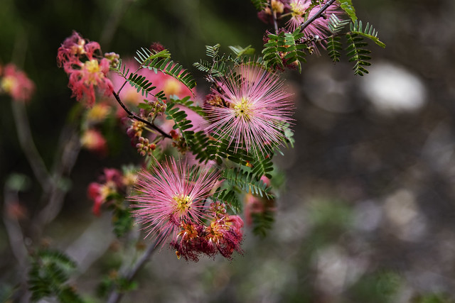 Pink fairy duster flowers