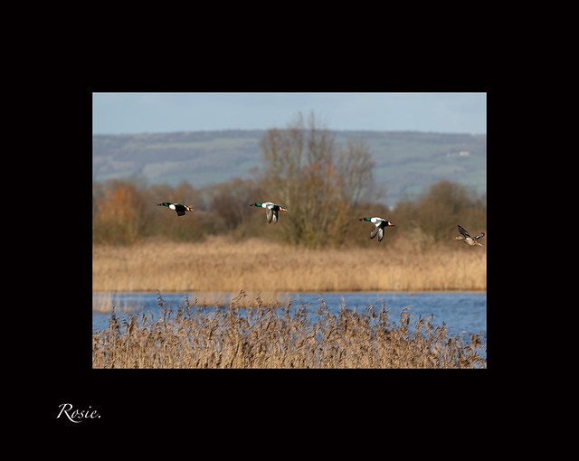 Ducks flying over reed beds