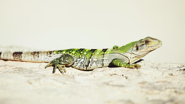 Green Iguana, Isla Mujeres, Cancun, Mexico