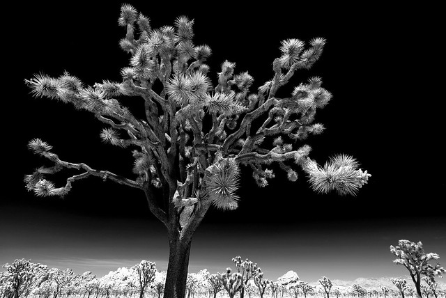 Mojave Desert Armor:  Joshua Tree