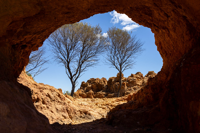 Two trees through the arch