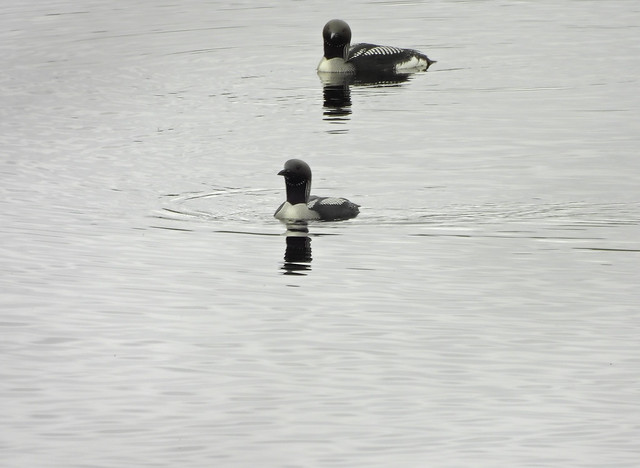 Black-throated Diver pair