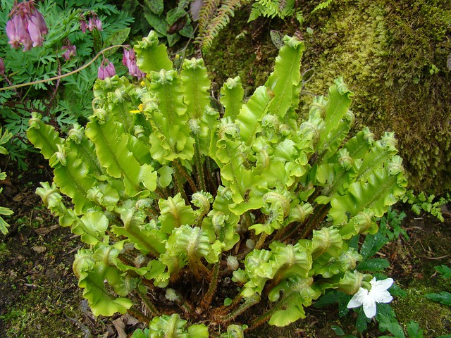 Crested hart's tongue fern