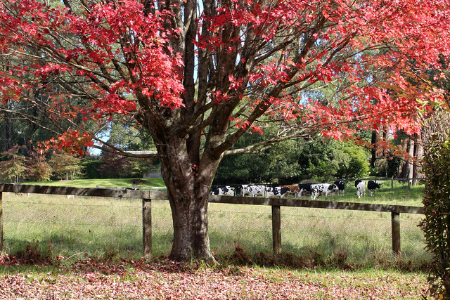 Autumn in Burrawang, NSW