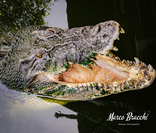 11-02-2019 Crocodylus Park DSC_4307