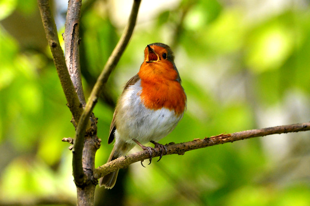 singing Robin