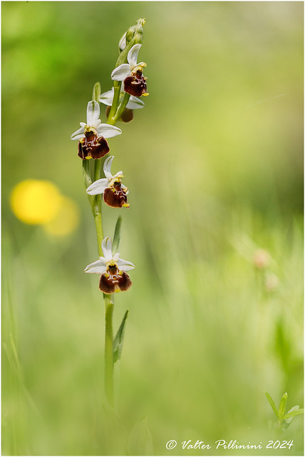 Ophrys holosericea luxuriant.
