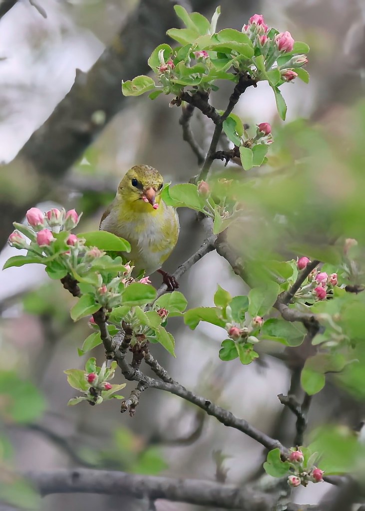 More from the female #goldfinch eating apple buds.  #BirdWatching #Finch #TrumbullCT